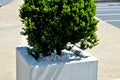 Taxus bacata yew red ball shaped green in concrete flower pot adornment garden pebbles pebbles white limestone marble