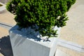 Taxus bacata yew red ball shaped green in concrete flower pot adornment garden pebbles pebbles white limestone marble