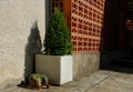 Taxus bacata yew red ball shaped green in concrete flower pot adornment garden, yard brick wall