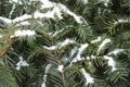 Taxus baccata branches with immature cones covered with snow