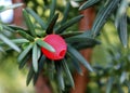 Taxus baccata closeup. Conifer green branch of yew tree with red berry English yew, European yew Royalty Free Stock Photo