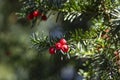 Taxus baccata common european yews tree shrub branches with green leaves needles and red berry like cones with seeds Royalty Free Stock Photo