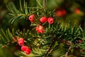 Taxus baccata Royalty Free Stock Photo