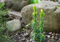 Taxus baccata David Yew tree, English or European yew young bush in the garden on big stone background. Green small branches