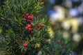 Taxus baccata European yew is conifer shrub with poisonous and bitter red ripened berry fruits Royalty Free Stock Photo