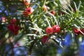 Taxus baccata European yew is conifer shrub with poisonous and bitter red ripened berry fruits Royalty Free Stock Photo