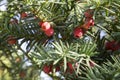 Taxus baccata European yew is conifer shrub with poisonous and bitter red ripened berry fruits Royalty Free Stock Photo