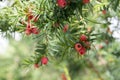 Taxus baccata European yew is conifer shrub with poisonous and bitter red ripened berry fruits Royalty Free Stock Photo