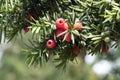 Taxus baccata European yew is conifer shrub with poisonous and bitter red ripened berry fruits Royalty Free Stock Photo