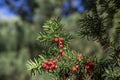 Taxus Baccata European Yew Is Conifer Shrub With Poisonous And Bitter Red Ripened Berry Fruits, Green Needles
