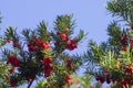 Taxus baccata European yew is conifer shrub with poisonous and bitter red ripened berry fruits, green needles Royalty Free Stock Photo
