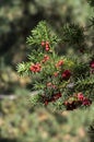 Taxus baccata European yew is conifer shrub with poisonous and bitter red ripened berry fruits, green needles Royalty Free Stock Photo
