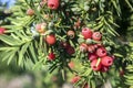 Taxus baccata European yew is conifer shrub with poisonous and bitter red ripened berry fruits Royalty Free Stock Photo