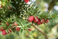 Taxus baccata European yew is conifer shrub with poisonous and bitter red ripened berry fruits Royalty Free Stock Photo