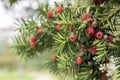 Taxus baccata European yew is conifer shrub with poisonous and bitter red ripened berry fruits Royalty Free Stock Photo