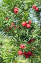 Taxus baccata European yew is conifer shrub with poisonous and bitter red ripened berry fruits Royalty Free Stock Photo