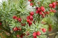 Taxus baccata European yew is conifer shrub with poisonous and bitter red ripened berry fruits Royalty Free Stock Photo