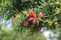 Taxus baccata European yew is conifer shrub with poisonous and bitter red ripened berry fruits Royalty Free Stock Photo