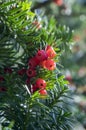 Taxus baccata European yew is conifer shrub with poisonous and bitter red ripened berry fruits Royalty Free Stock Photo