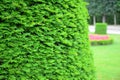 Taxus baccata, European yew hedge background. Yew Hedging. Pruning Yew Hedges Royalty Free Stock Photo