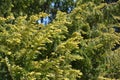 Taxus baccata, European yew hedge in spring. Yew Hedging. Pruning Yew Hedges Royalty Free Stock Photo