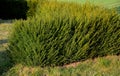 Taxus baccata is an evergreen conifer suitable for both low and high hedges. It also tolerates more significant shading, it regene