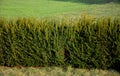 Taxus baccata is an evergreen conifer suitable for both low and high hedges. It also tolerates more significant shading, it regene