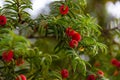 Taxus baccata, green branches of  berry  yew tree with red  fruits. Evergreen ornamental plant, conifer shrub Royalty Free Stock Photo