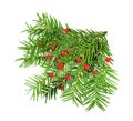 Taxus baccata known as yew, English yew or European yew. Isolated Royalty Free Stock Photo