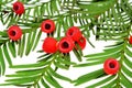 Taxus baccata known as yew, English yew or European yew. Isolated Royalty Free Stock Photo