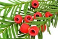 Taxus baccata known as yew, English yew or European yew. Isolated Royalty Free Stock Photo