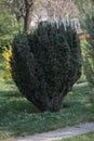 Green Taxus baccata in natural botanical garden in Kiev Royalty Free Stock Photo