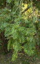 Taxus Baccata New Shoots Growing Shrub Ornamental Plant, Fresh Green Burgeons Bunch Coniferous Plant