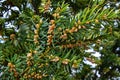 English Yew European Yew, Taxus baccata, Common Yew