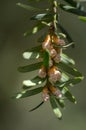 Taxus Baccata Ornamental Shrub In Bloom, Coniferous Branches With Green Needles And Strong Spring Allergen