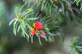 Taxus baccata, red cones of yew with green foliage Royalty Free Stock Photo