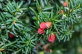 Taxus baccata, red cones of yew with green foliage Royalty Free Stock Photo