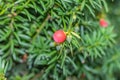 Taxus baccata, red and green cones of yew with green foliage Royalty Free Stock Photo