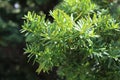 Taxus Baccata Yaw Green Tree Background
