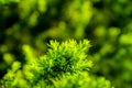 Taxus baccata Yaw tree bush in the garden