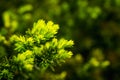 Taxus baccata Yaw tree bush in the garden