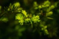 Taxus baccata Yaw tree bush in the garden