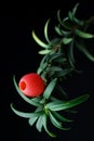 Taxus baccata. yew tree Royalty Free Stock Photo