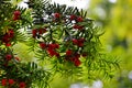 Taxus baccata yew tree