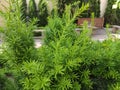 Taxus media Hicksii - a beautiful coniferous shrub, used for landscaping