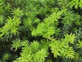 Taxus media Hicksii - a beautiful coniferous shrub, used for landscaping