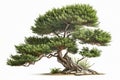 Taxus Tree On A White Background. Generative AI