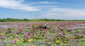 A farmer is harvesting water lily in a flooded field Royalty Free Stock Photo