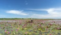 A farmer is harvesting water lily in a flooded field Royalty Free Stock Photo