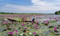 A farmer is harvesting water lily in a flooded field Royalty Free Stock Photo
